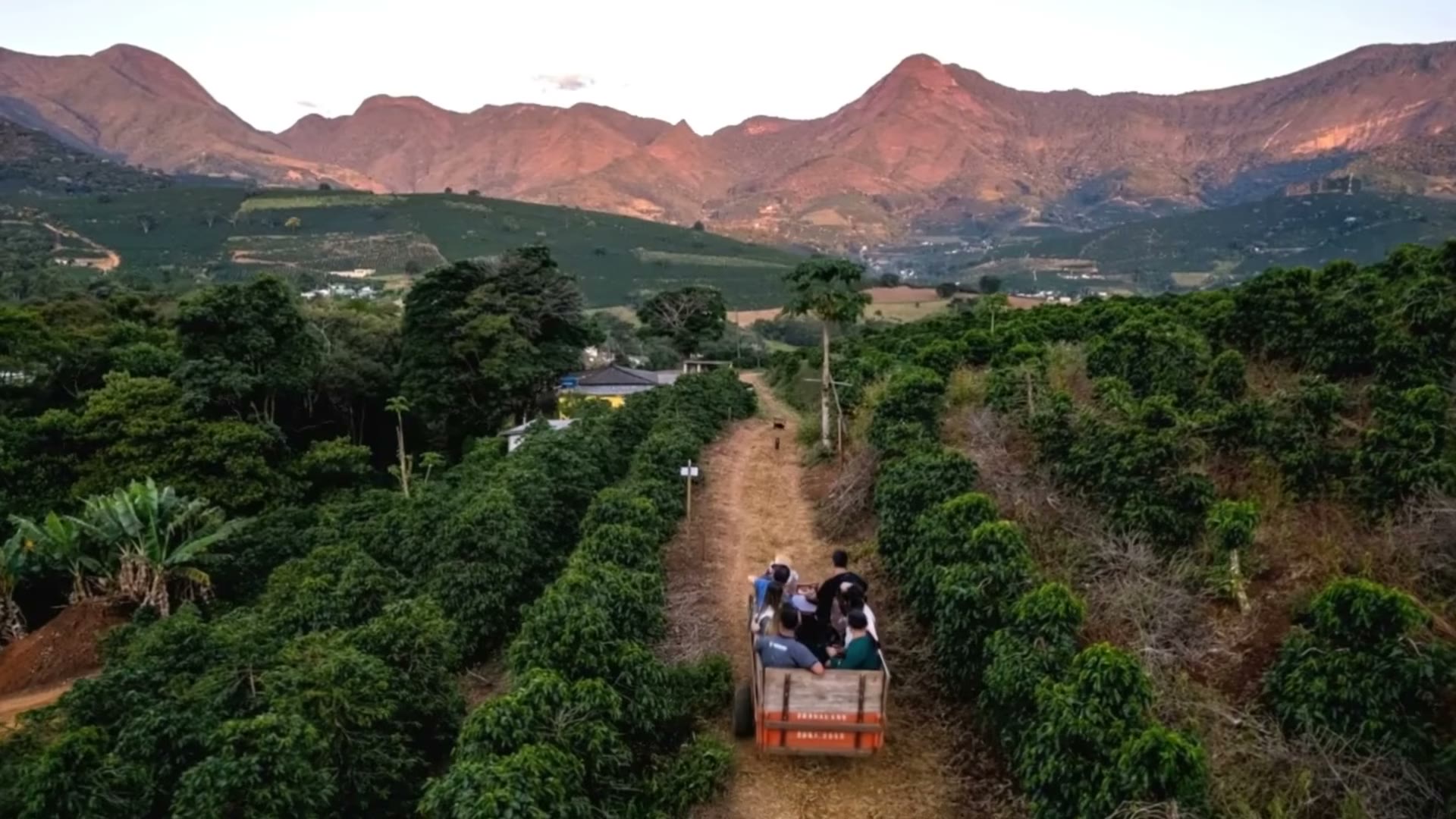 Lavoura de café nas montanhas do Caparaó Mineiro ao pôr do sol
